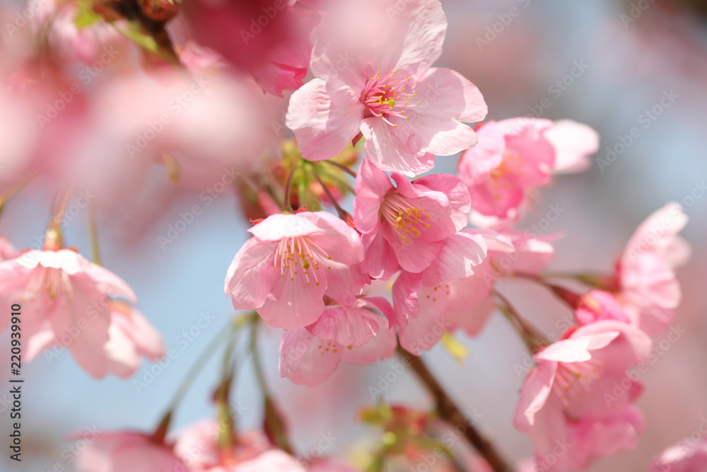 Cherry Blossoms