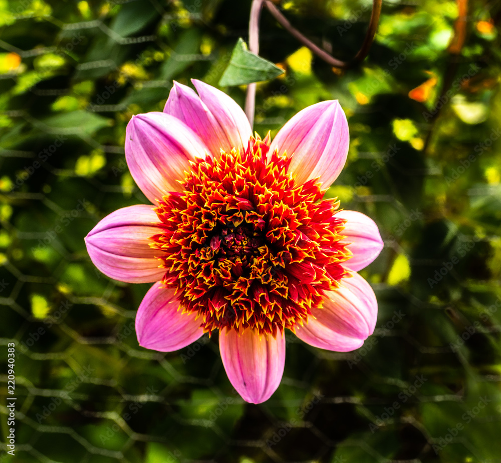 Flower Dahlia red Flower Dahlia red