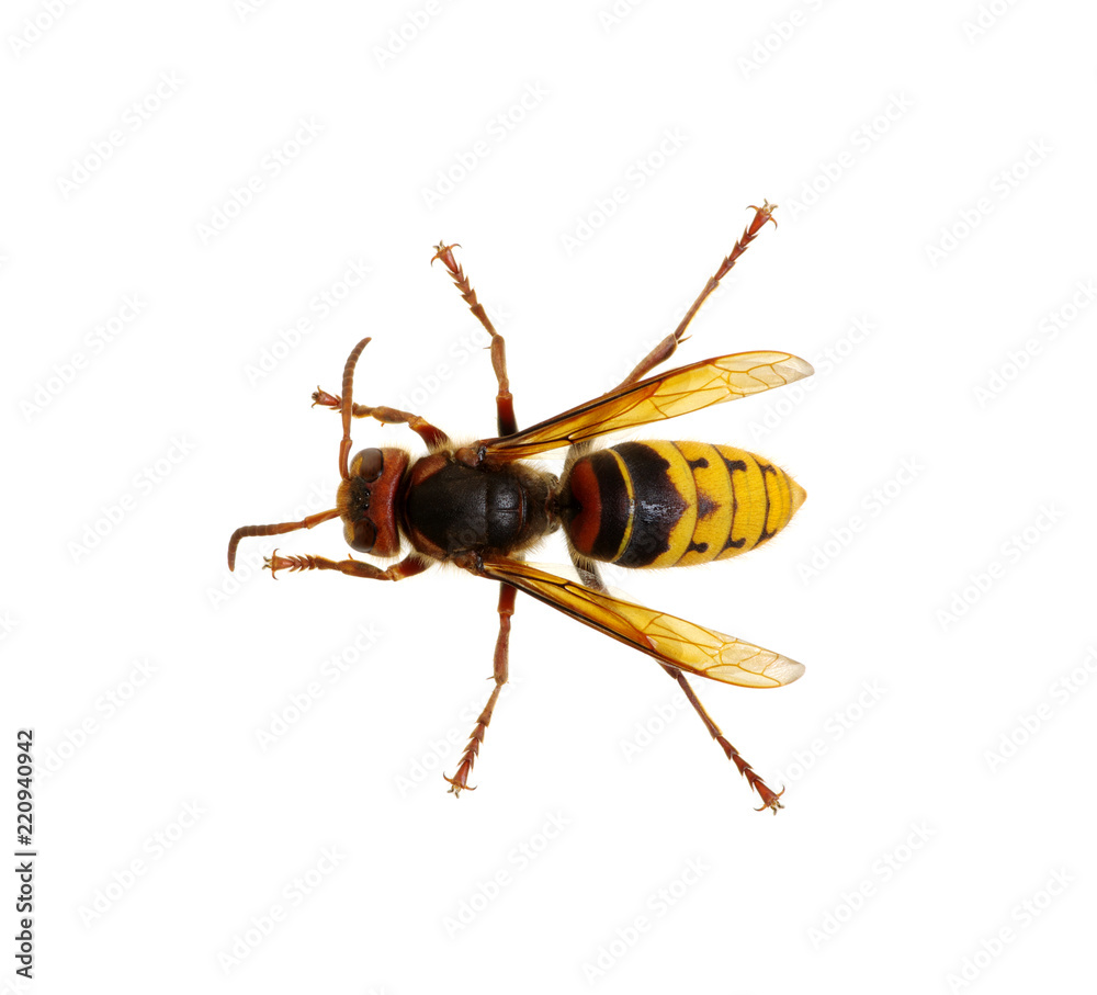hornet isolated on white hornet isolated on white