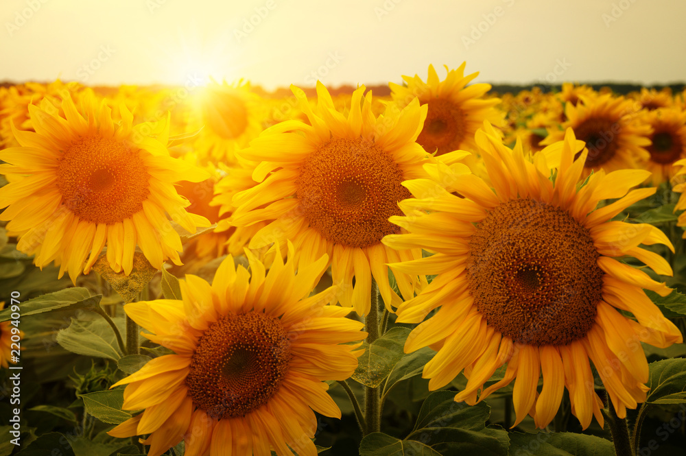 Obraz premium sunflowers and sun