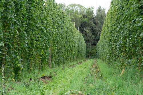Hopfenfeld am Bodensee photo
