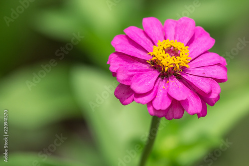 Close up Beautiful pink flowers © chalongrat