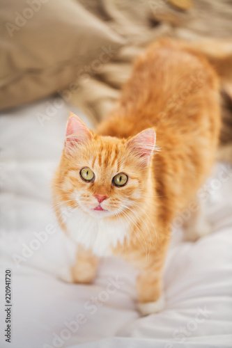 pets and hygge concept - red tabby cat in home bed