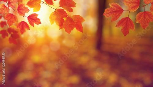 Autumn leaves on the sun.