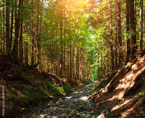 Rocky trail in dense pine forest in bright sunset light