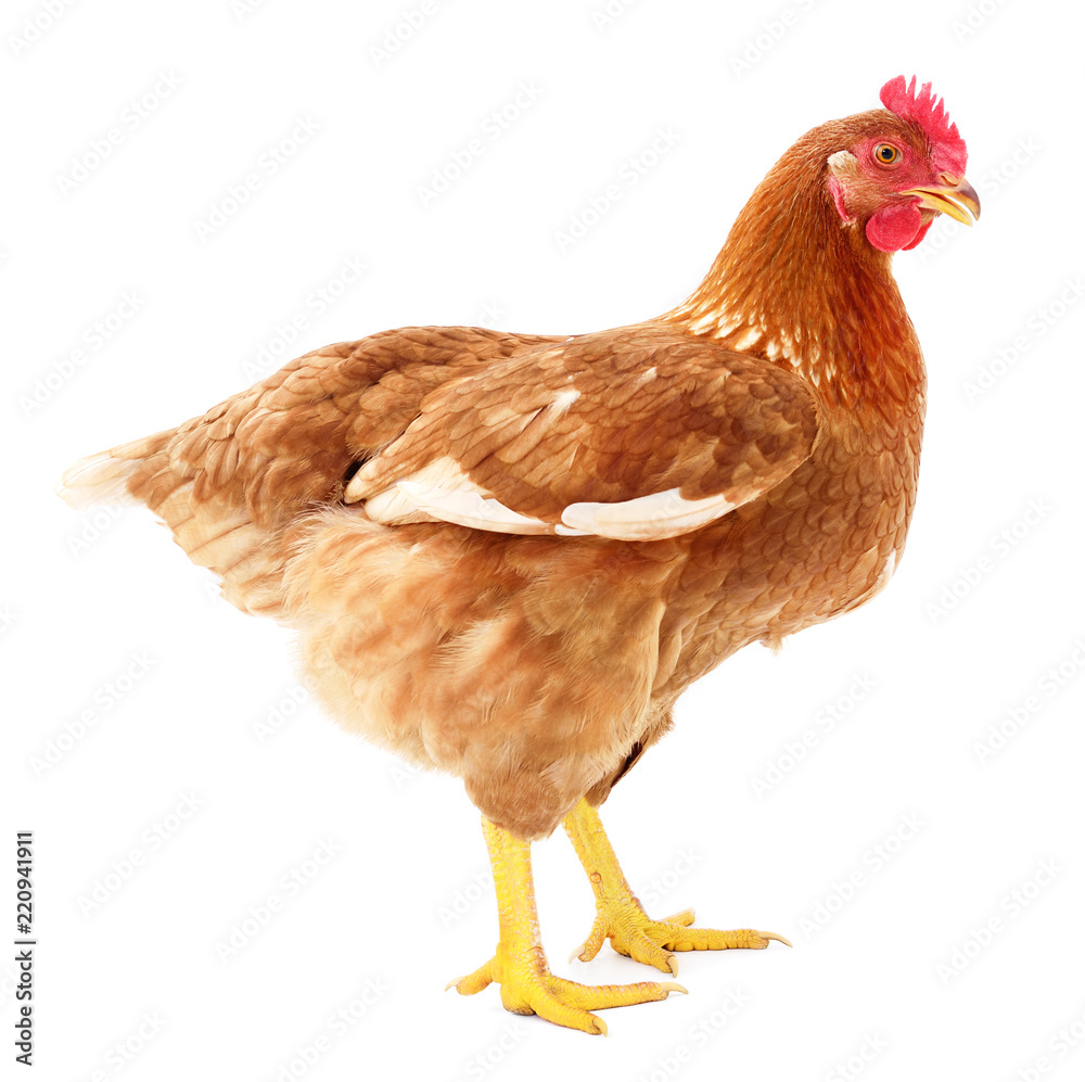 Fototapeta premium Brown hen isolated.