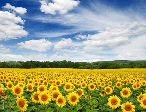 Fototapeta Naklejka Na Ścianę i Meble -  sunflowers field on sky