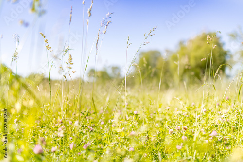 Meadow flowers  soft focus background  blue sky