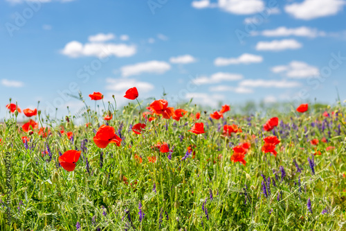 Summer flowers close-up. Amazing blue sky and colorful meadow flowers. 