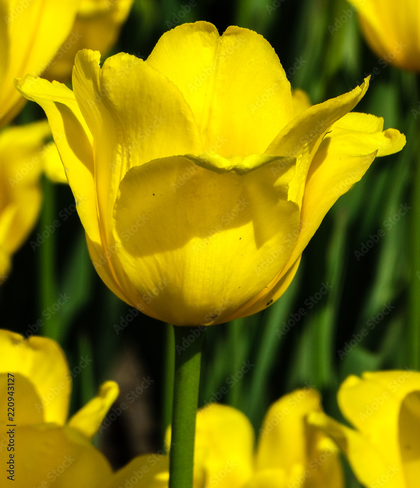Yellow tulip with yellow tulips garden background Yellow tulip with yellow tulips garden background