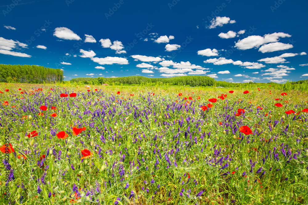 Summer flowers, red poppy flowers and meadow field. Beautiful summer field landscape.
