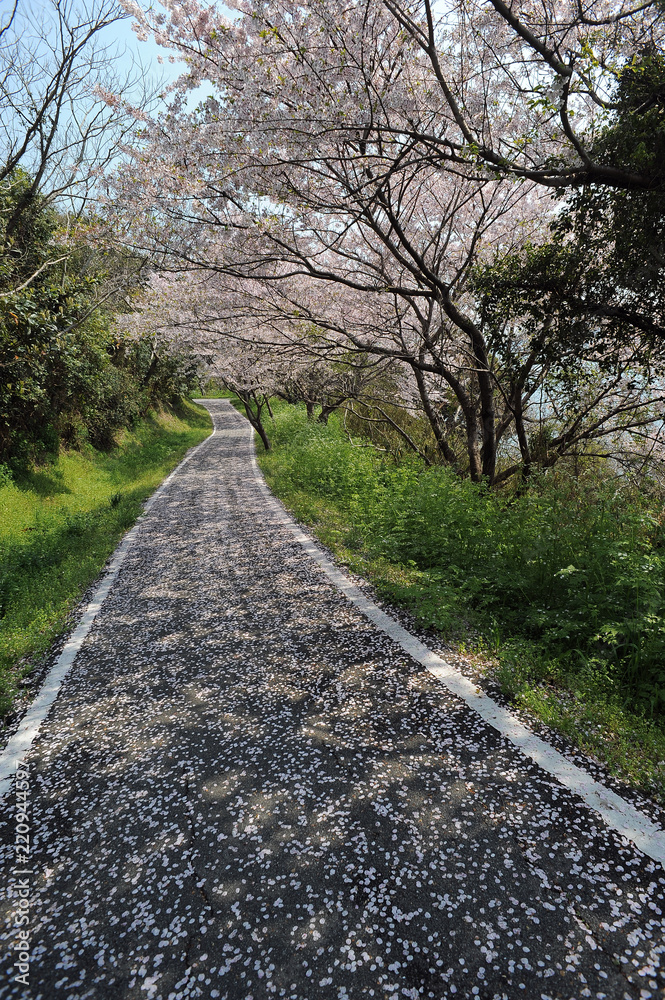 桜の花落花の道