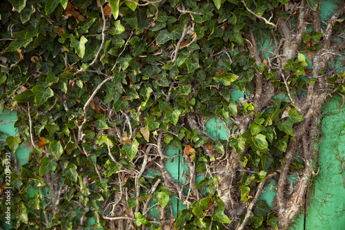 Ivy on a green wooden wall