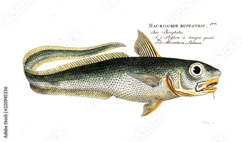 Illustration of fish