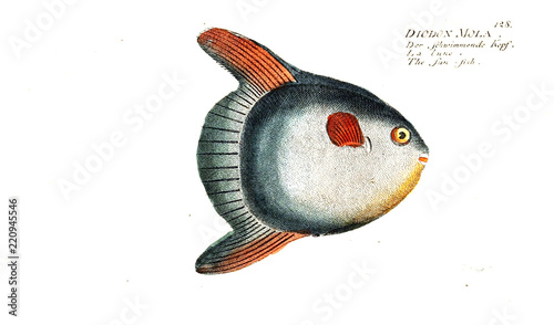 Illustration of fish