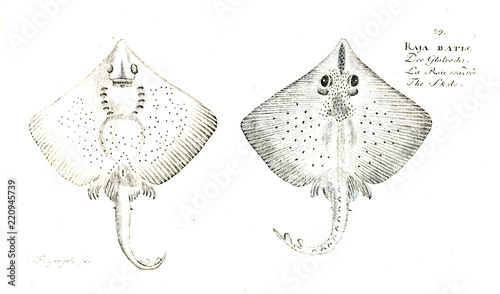 Illustration of fish