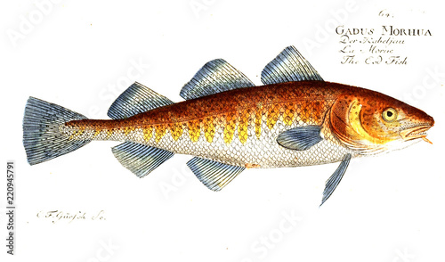 Illustration of fish