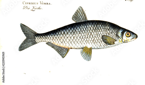 Illustration of fish