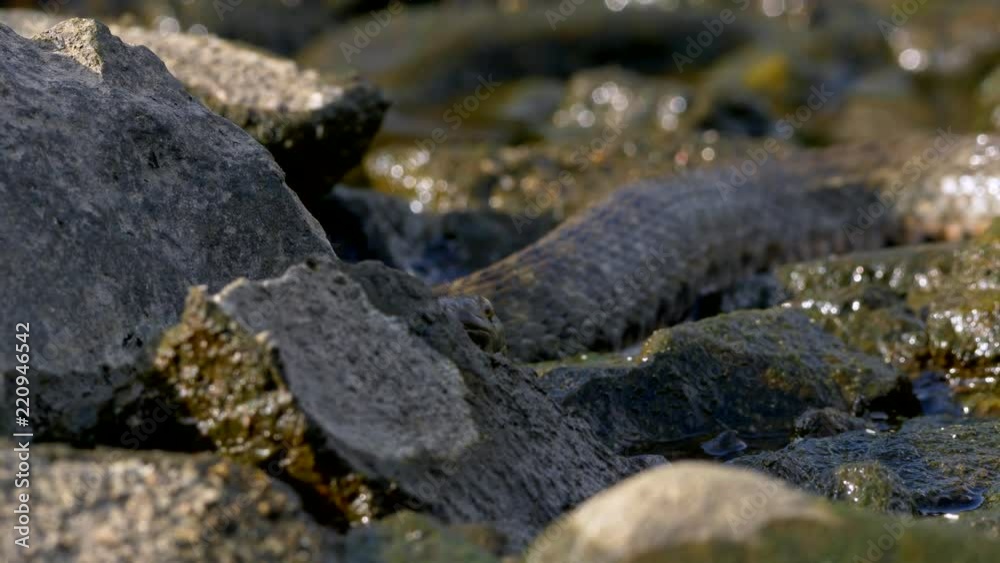 Dice snake (Natrix tessellata) crawling among rocks Dice snake (Natrix tessellata) crawling among rocks