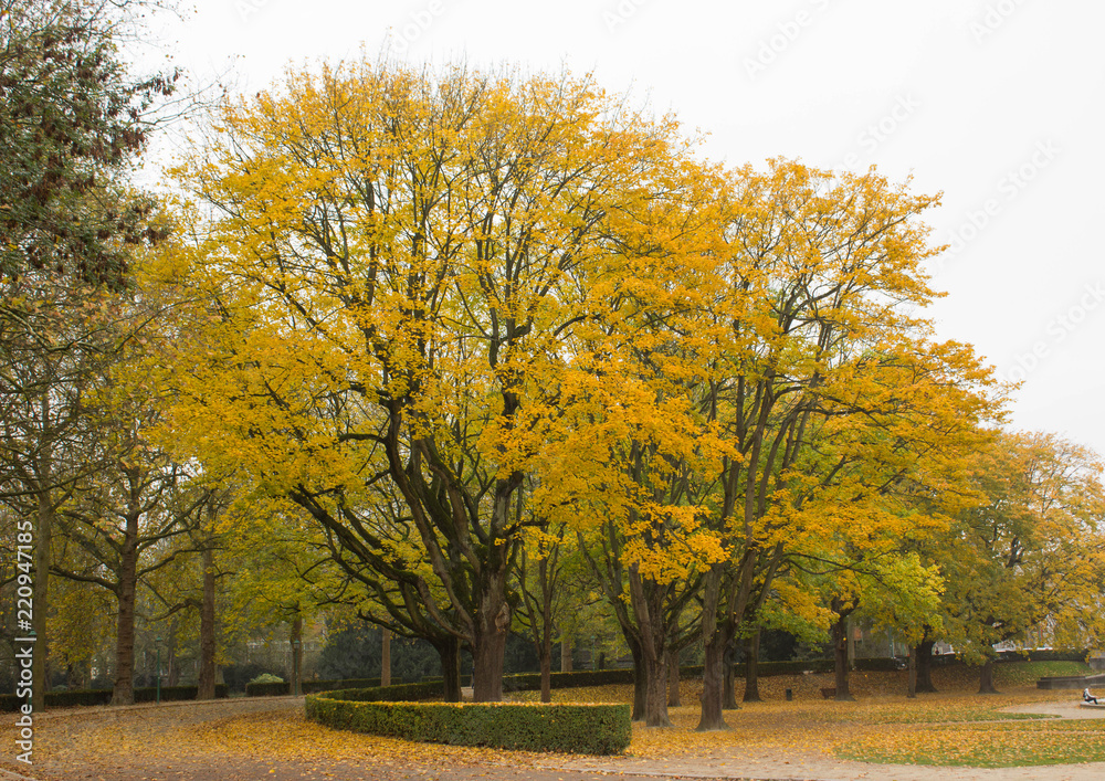 Naklejka premium alley of trees with yellow leaves and green grass