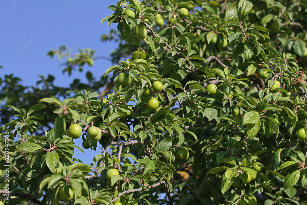 Green plum tree against the backdrop of the sky Green plum tree against the backdrop of the sky
