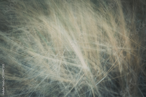 artistic moving blurred background of long grass that moves in the wind