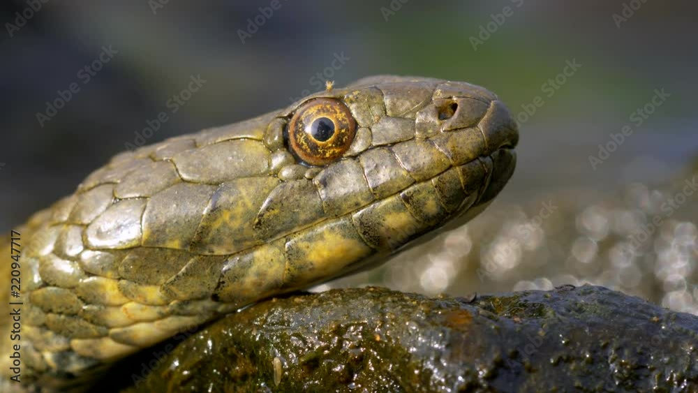 Dice snake portrait with a fly