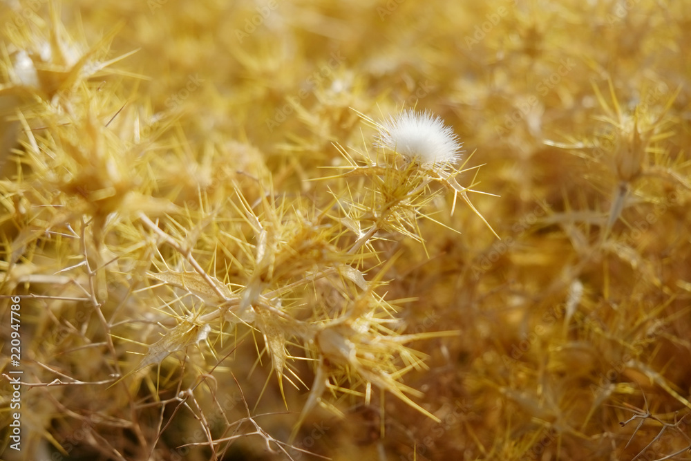 Wild succulent plant. White flowers with thorns under golden light. Desert plants in Iran.