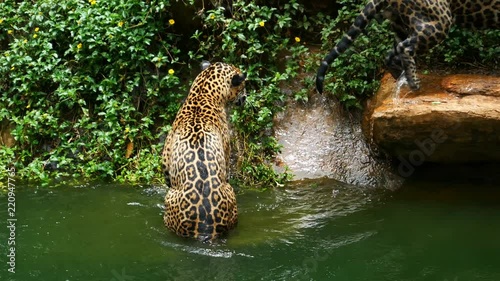 4k video of Two jaguar playing and swimming in pond