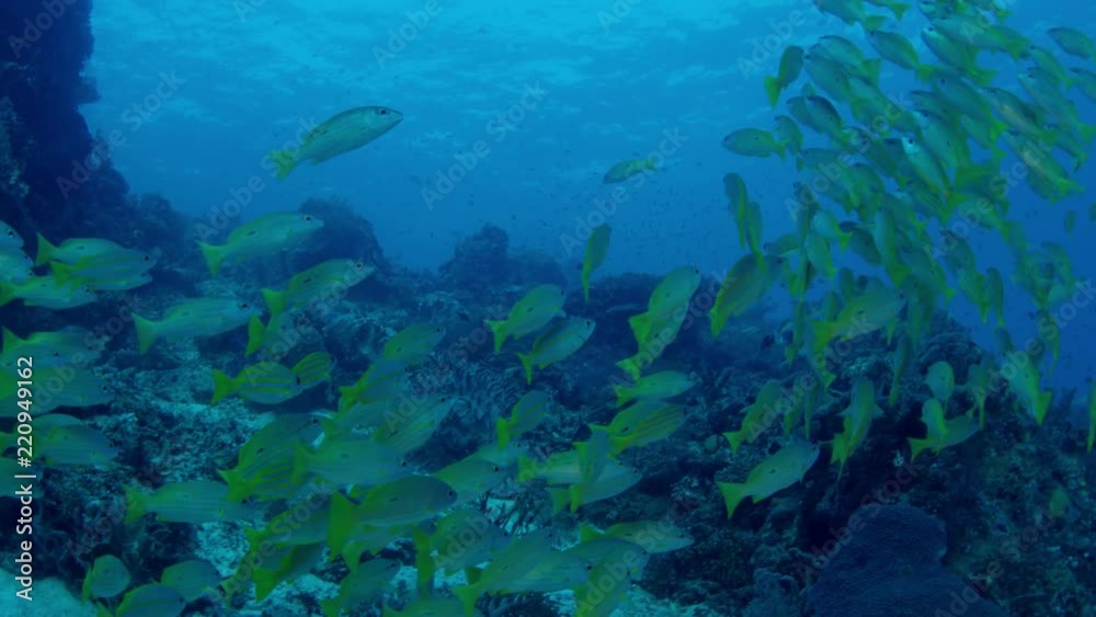 A school of Bluestripped snapper (Lutjanus kasmira) are swimming in a coral Reef, Raja Ampat, Indonesia A school of Bluestripped snapper (Lutjanus kasmira) are swimming in a coral Reef, Raja Ampat, Indonesia