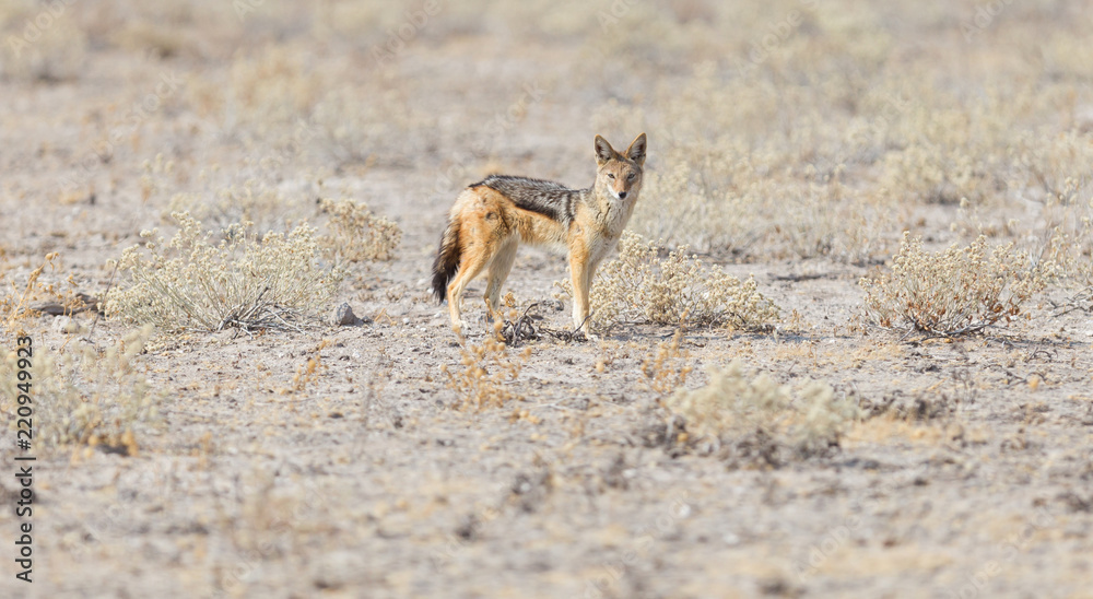 Black backed jackal (Canis mesomelas) walking in the Kalahari Black backed jackal (Canis mesomelas) walking in the Kalahari