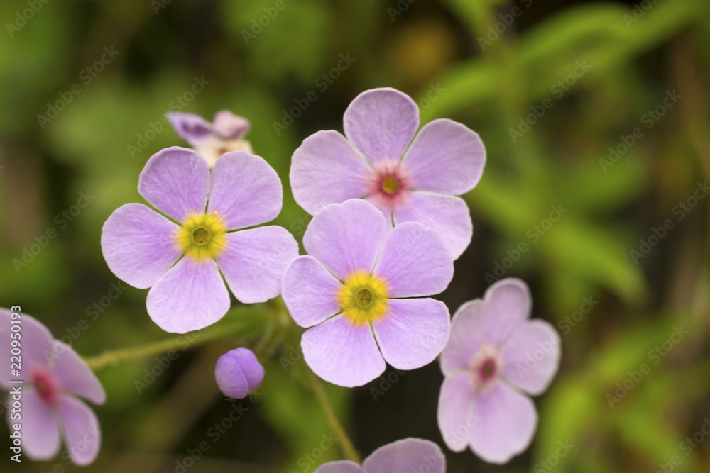 Myosotis a genus of flowering plants in the family Boraginaceae, Forget me not Myosotis a genus of flowering plants in the family Boraginaceae, Forget me not