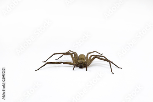 common huntsman spider on white background