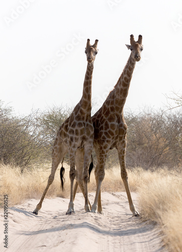 Canvas Print Two giraffes blocking the road, Kalahari