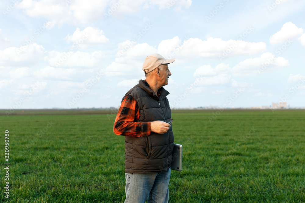 Senior farmer in filed examining young wheat corp. Senior farmer in filed examining young wheat corp.