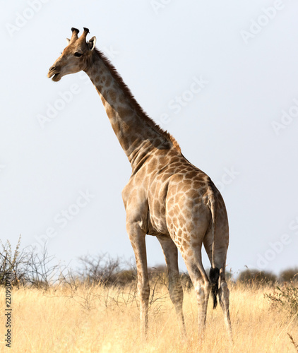 Single adult giraffe in the Kalahari