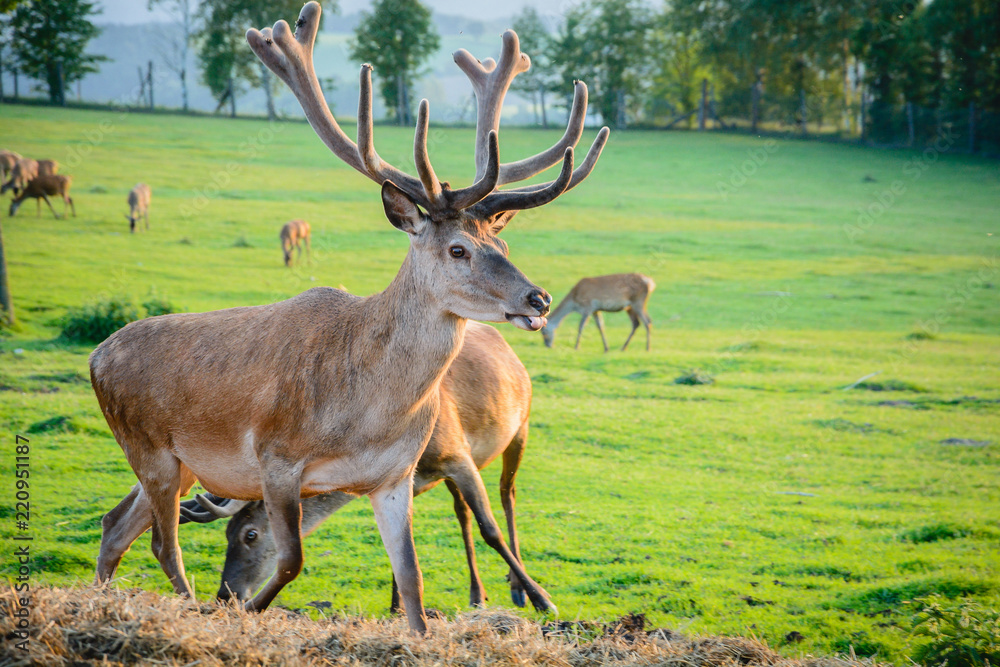 Hirsch mit Geweih und Bast im Sonnenuntergang Hirsch mit Geweih und Bast im Sonnenuntergang