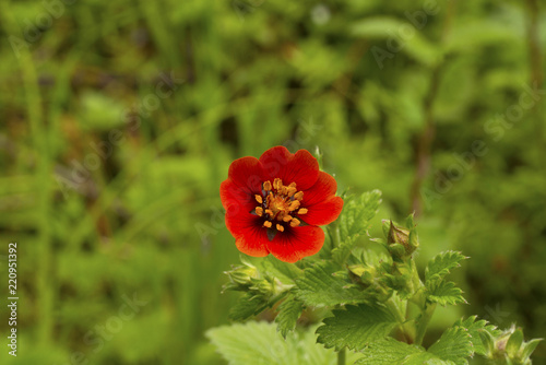 Himalayan Cinquefoil, Potentilla argyrophylla var. atrosanguinea, Hemkund Sahib, Uttarakhand, India photo