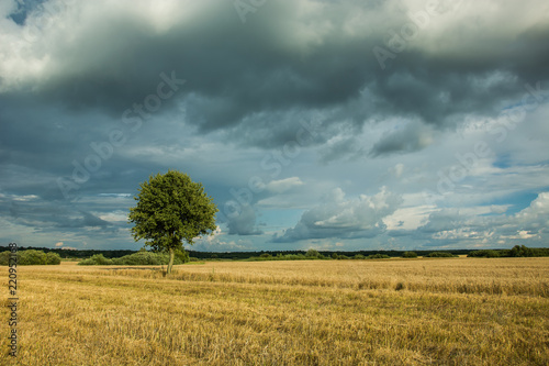 Tree on the stubble and dark rainy clouds