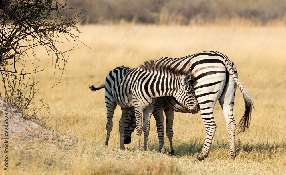 Plains zebra (Equus quagga) with young in the grassy nature, evening sun Plains zebra (Equus quagga) with young in the grassy nature, evening sun