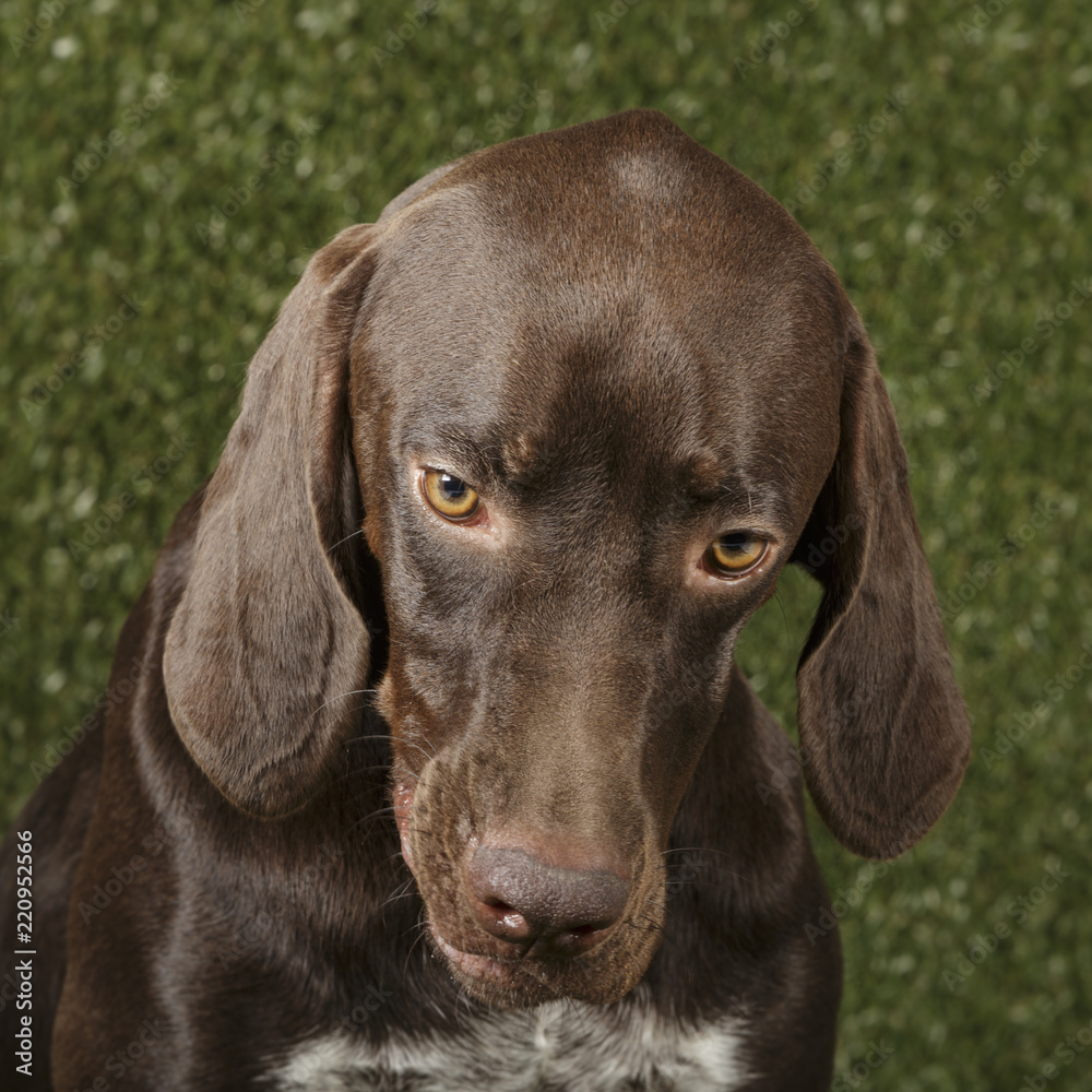 Studio portrait of an expressive german shorthaired pointer dog against green background