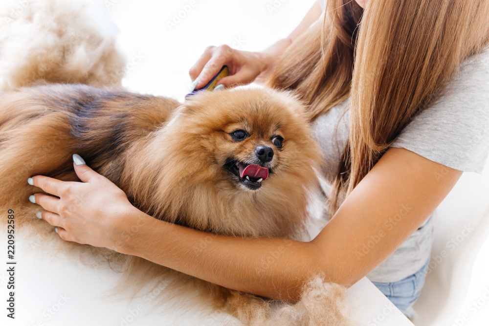 a portrait of a professional dog hairdresser grooming a dog a portrait of a professional dog hairdresser grooming a dog
