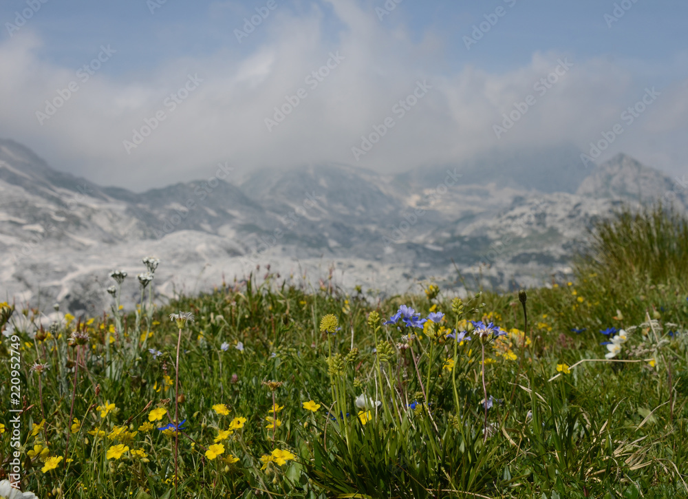 fiori in montagna