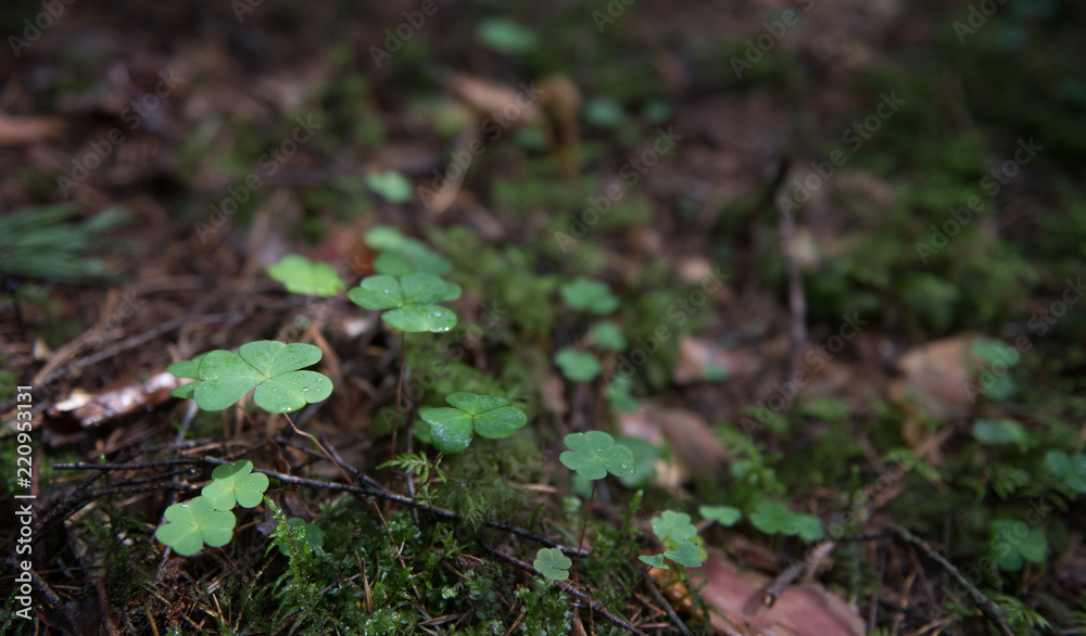 Clover growing on mossy ground Clover growing on mossy ground