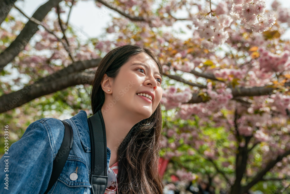 upward view of a charming femal in sakura upward view of a charming femal in sakura