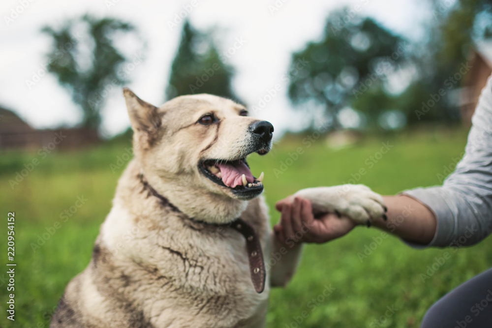 Husky dog is friends with a person for a walk. love, devotion to a dog.