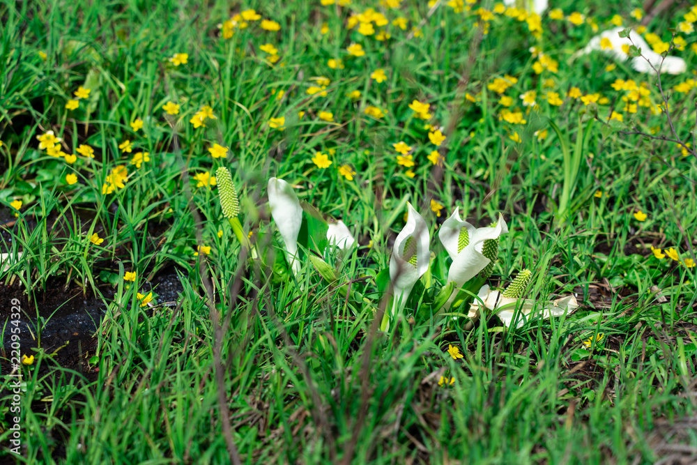 Obraz premium 春のせせらぎ遊歩道