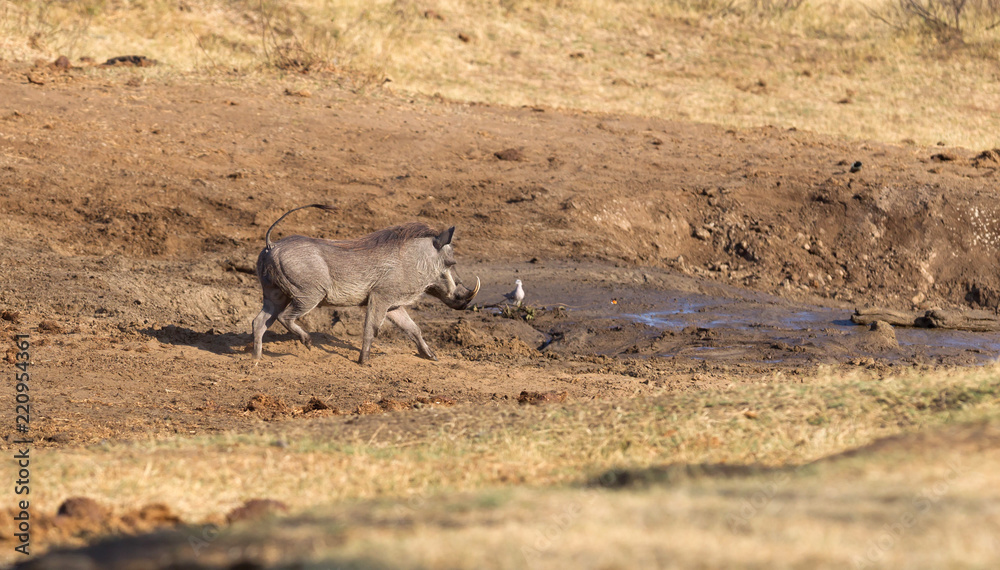Fototapeta premium Warthog walking in the evening sun, waterhole
