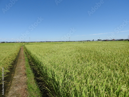 Green rice farm and Blue sky