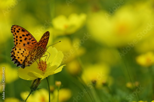 キバナコスモスと蝶 © phototenki